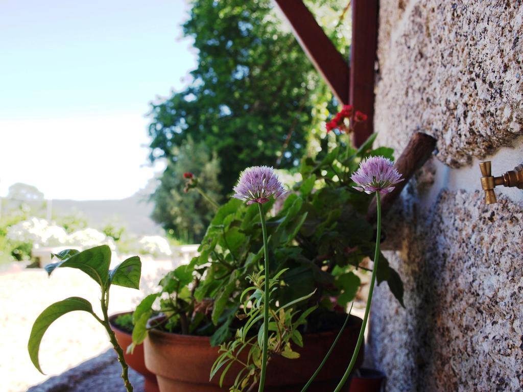 Quinta Da Pousadela - Agroturismo Guest House Amarante Bagian luar foto